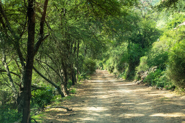 Green trees and bushes totally enshroud gravel road in Baviaanskloof