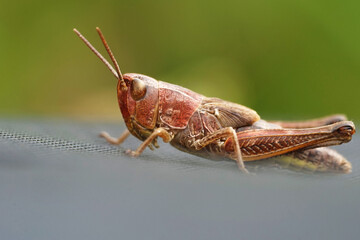Nahansicht eines roten Grashüpfers
