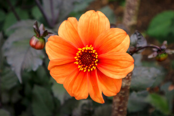 An orange dahlia in full bloom in an an english summer garden 
