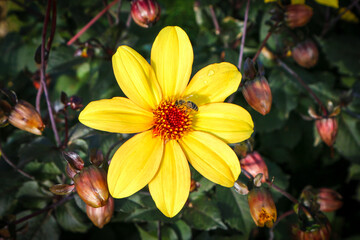 A yellow dahlia in an english summer garden with a bee collecting pollen to make honey