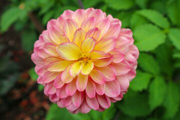A yellow and pink dahlia in full bloom in an an english summer garden 