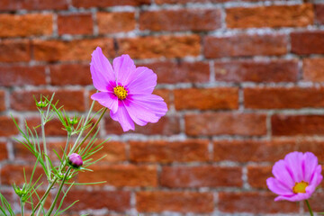 A pink dahlia in full bloom in an an english summer garden 