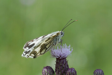 Schachbrettfalter auf einer Distel