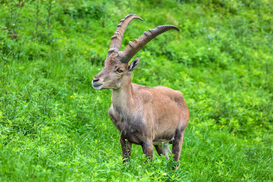 Alpenchic Bilder – Durchsuchen 186 Archivfotos, Vektorgrafiken und ...
