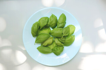  freshly picked basil leaves, healthy herbs       