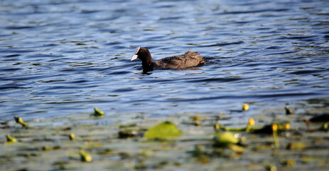 Eurasian coot called Common coot also, Fulica astra in Latin, in water 