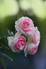 Bush of white roses Eden Rose. White rose flowers