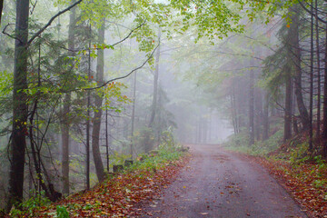 leśna ścieżka we mgle 
