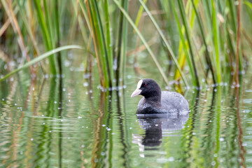 water bird Eurasian coot, Fulica atra on pond with spring green reflection. Czech Republic, Europe Wildlife