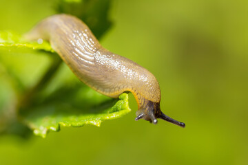 macro of pest, garden slug eating flower green leaves