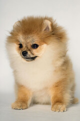Obraz premium pomeranian puppy dog