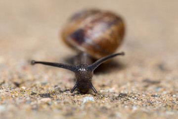 Close up Macro of small garden snail, Helix aspersa garden, european wildlife, Czech Republic