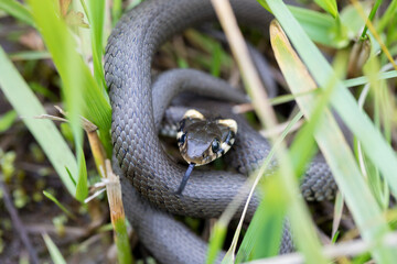 Closeup of small grass snake in natural habitat in defend pose, Natrix natrix, european wildlife, Czech Republic