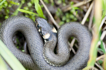 Closeup of small grass snake in natural habitat in defend pose, Natrix natrix, european wildlife, Czech Republic