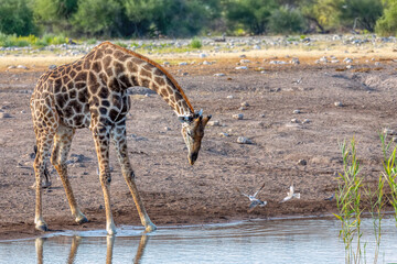 drinking Giraffe on Etosha National park waterhole, Namibia safari wildlife, Africa