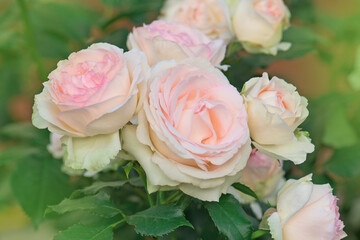 Garden with fresh pink roses. Beautiful pink flowers.