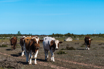 Herd with young cows walking in a grassland
