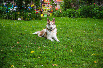 Naklejka na ściany i meble Husky is lying in a meadow in a back yard on a sunny summer day