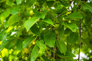 A closeup shot of fresh green young fruits of walnut on a tree branch