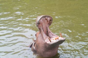 Hippo with open muzzle, African Hippopotamus animal in the nature water habitat.