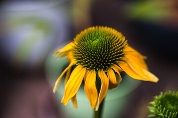 A closeup shot of Echinacea purpurea 'Harvest Moon' Coneflower in a garden on a blurred background