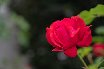 A horizontal shot of a red garden rose surrounded by greenery under the sunlight with a blurry background