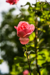 A closeup shot of a beautiful pink rose in a garden on a blurred background