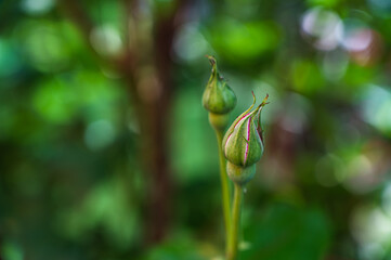 A closeup shot of pink rose buds in a garden on a blurred background