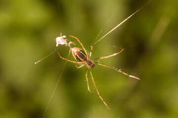 the Spider and the web