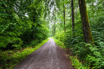 Fototapeta na wymiar A beautiful view of a dirt road through the green forest in summer