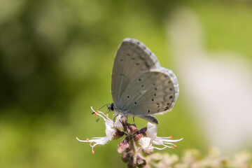 Beauty with the wings