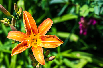 A closeup shot of an orange Lilium flower (day lily) in a garden on a blurred background