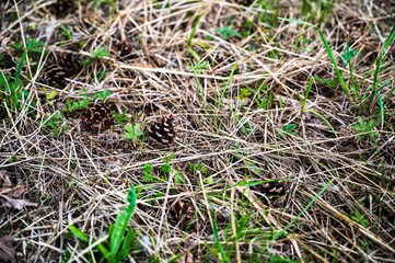 A closeup of fallen pine cones on the grass