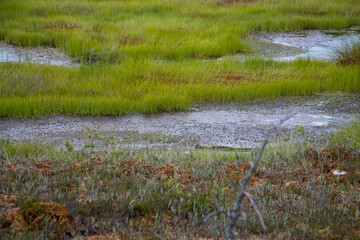 View  on the bog in the swamp
