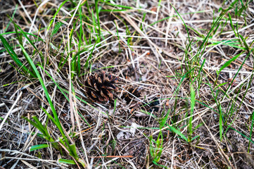 A closeup of fallen pine cones on the grass