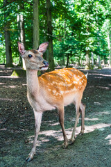 A closeup shot of cute young deer in a natural environment
