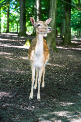 A closeup shot of cute young deer in a natural environment