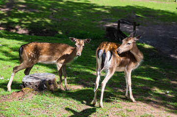 Naklejka na ściany i meble A closeup shot of young spotted fallow deers in a natural environment