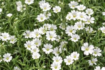  Beautiful white flowers in the meadow