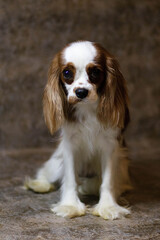 cavalier king charles spaniel