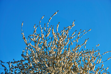 Cherry blossom sakura with blue background and copy space.