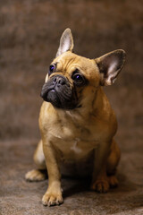 french bulldog puppy on white