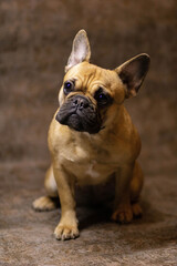Obraz premium french bulldog puppy on white background