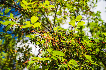 Obraz premium A closeup shot of bird cherry (Prunus padus) tree with ripe berries in sun rays