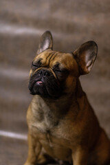 french bulldog portrait