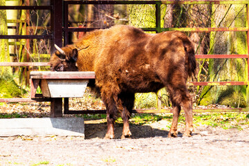 Wild european bisons or wisent (Bison bonasus) in the forest reserve, Pszczyna Jankowice, Poland
