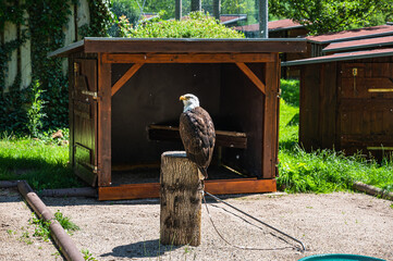 A closeup shot of a bald eagle perched on a tree stump in a park on a sunny day