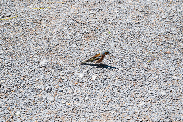 A small beautiful Finch bird on a gravel stone background