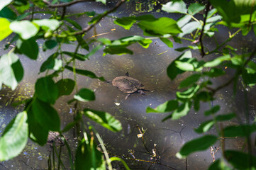 A top view of a turtle swimming in the water seen through the leaves