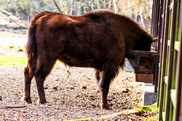 Wild european bisons or wisent (Bison bonasus) in the forest reserve, Pszczyna Jankowice, Poland